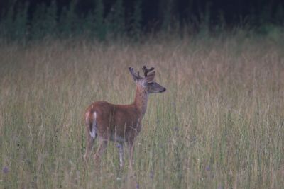 cvnp buck 2-02.jpg