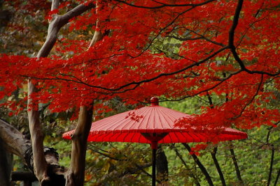 Tokyo & Kyoto Autumn Foliage 2007