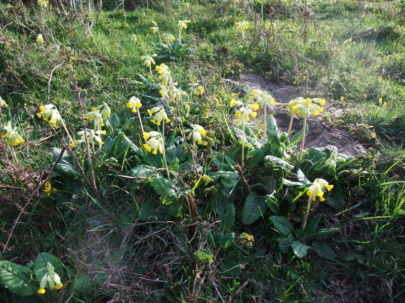 Walk 4  19th April. Cowslips on Cwm Ivy Tor (4 miles)