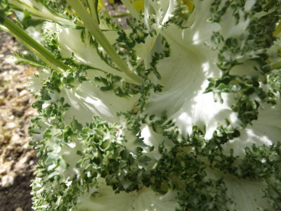 Curly cabbage