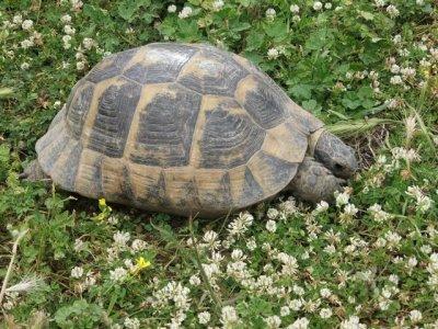 Tortoise in clover heaven at St John's Basilica