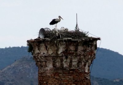 Basilica of St John. Stork family who enjoy being called to prayer - or else they're deaf
