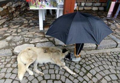 Let sleeping dogs lie - preferably under an umbrella on hot days