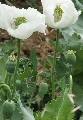 Poppies growing in fields - government sponsored - tightly controlled heroin production for medical supplies