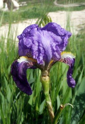 Cappadocia, a special birthday iris