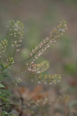 Weeds