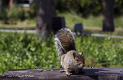 Squirrel ...  Hmmmm