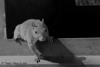 Squirrel ...  Is there anyting in there?