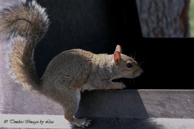 Squirrel ...  I'll take my chances!