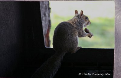 Squirrel ...  I found one!!!!