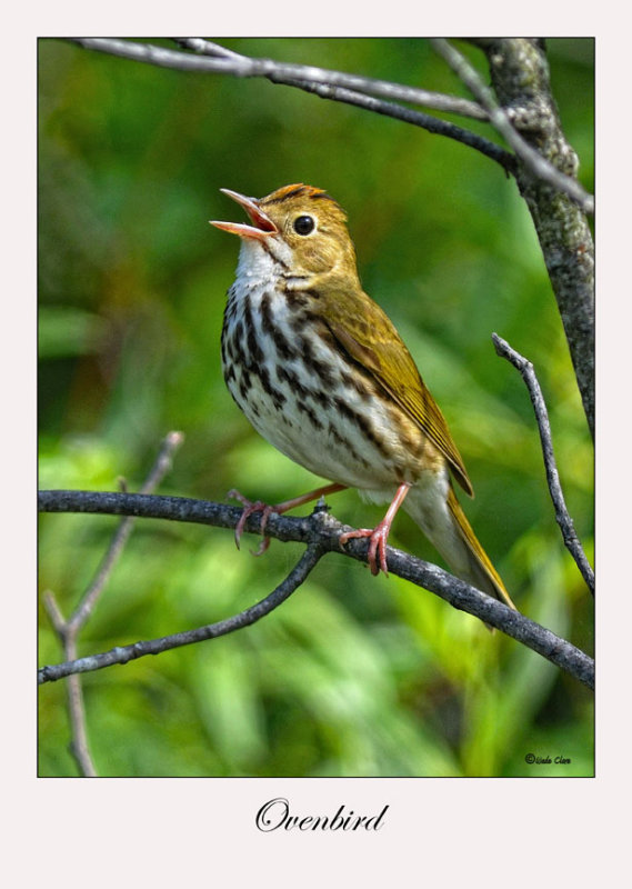 Ovenbird