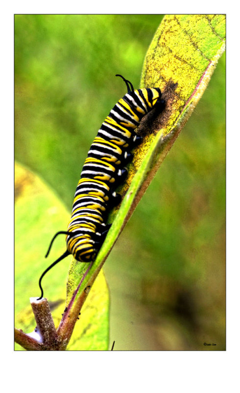 Monarch Caterpillar