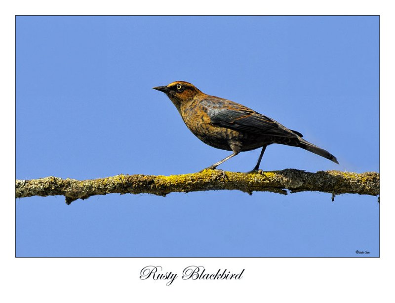 Rusty Blackbird