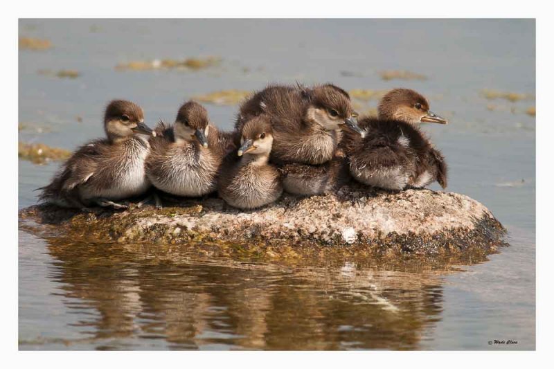 Hooded Merganser