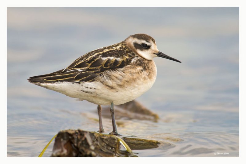 Red-necked Phalarope