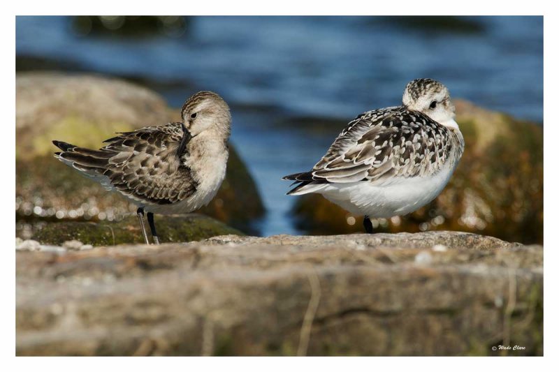 Semi-palmated Sandpiper and Sanderling
