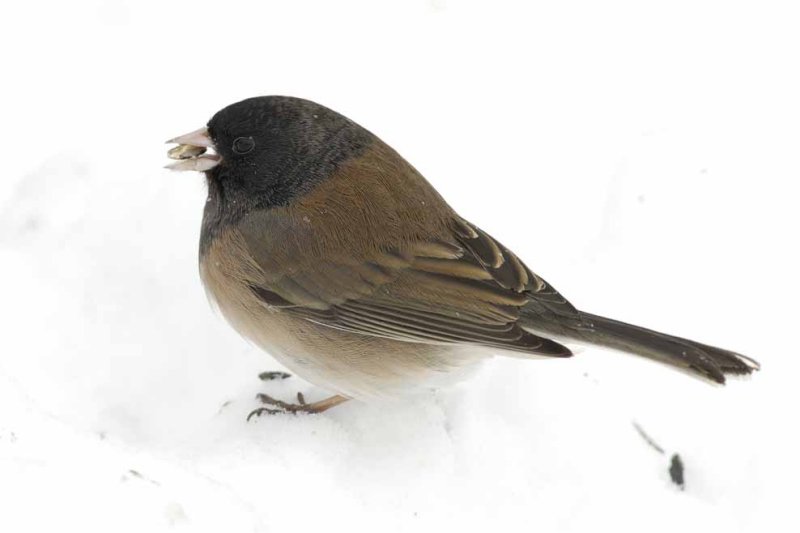 Oregon Junco