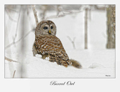 Barred Owl with Red Squirrel
