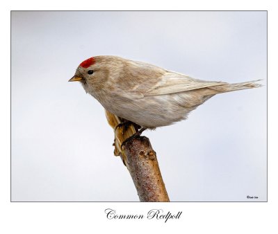 Leucistic Redpoll