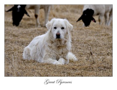 Great Pyrenees