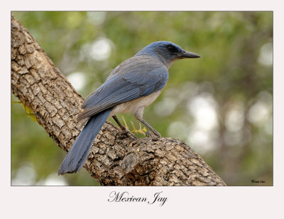 Mexican Jay