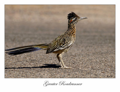 Greater Roadrunner