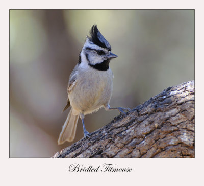 Bridled Titmouse