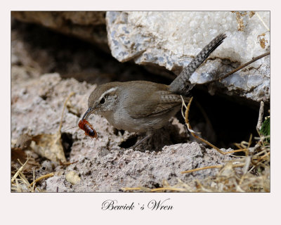 Bewick`s Wren