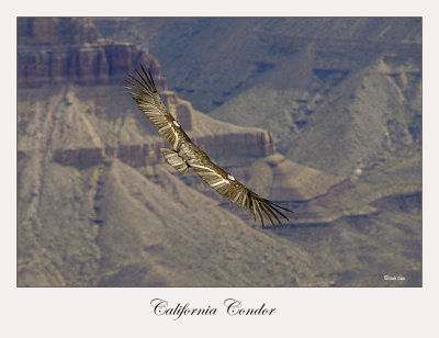 California Condor