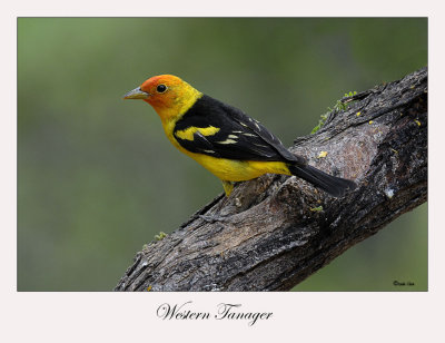 Western Tanager