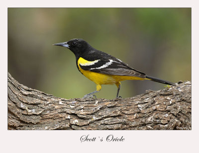 Scott`s Oriole