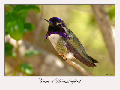 Costa`s Hummingbird
