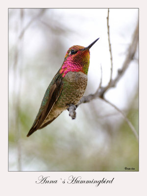 Anna`s Hummingbird