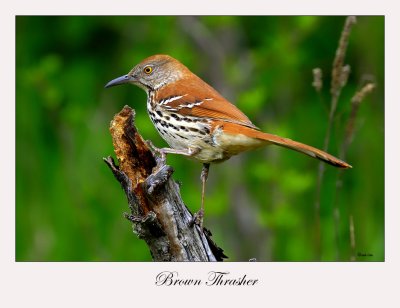 Brown Thrasher