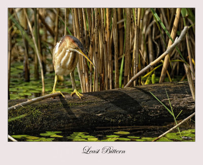 Least Bittern