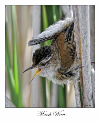 Marsh Wren