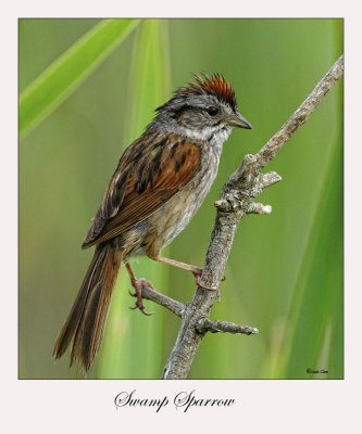 Swamp Sparrow