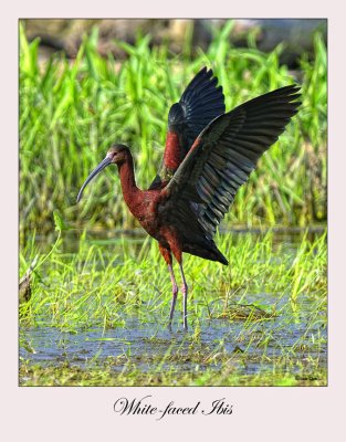 White-faced Ibis