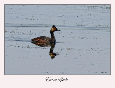 Eared Grebe