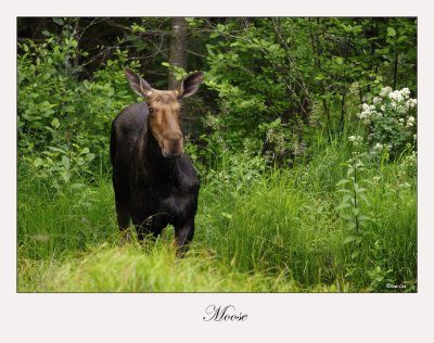 Moose