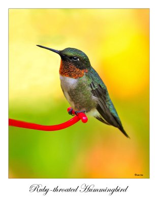 Ruby-throated Hummingbird