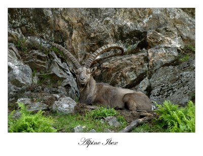 Alpine Ibex