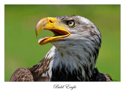 4 yr old Bald Eagle