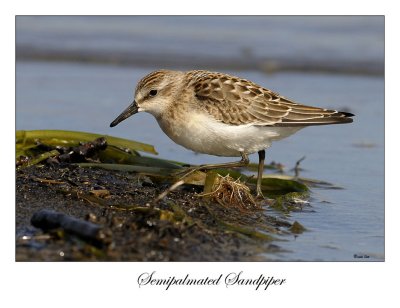 Semipalmated Sandpiper