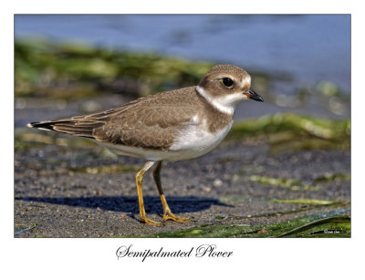 Semipalmated Plover