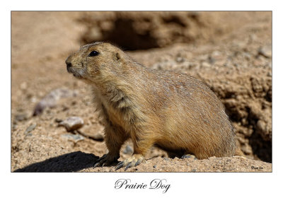 Prairie Dog