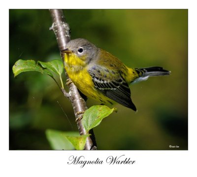 Magnolia Warbler