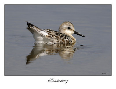 Sanderling