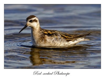 Red-necked Phalarope