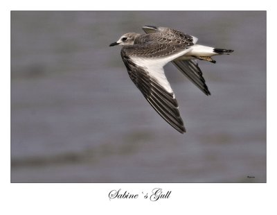 Sabine`s Gull